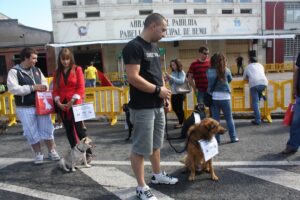 2012 Perros sin raza, Concurso