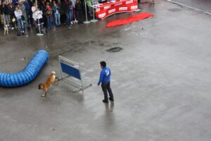 2011 Exhibición canina